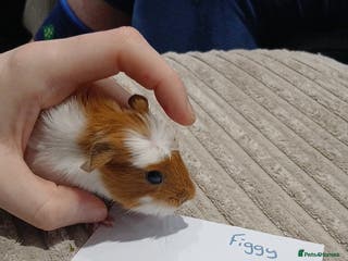 Guinea Pig rodents 2 male baby guineapigs - Advert 10