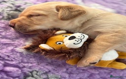 Labrador Retriever dogs for sale: WORMAGS KC REGISTERED LAST LABRADOR PUPPY - Image 9