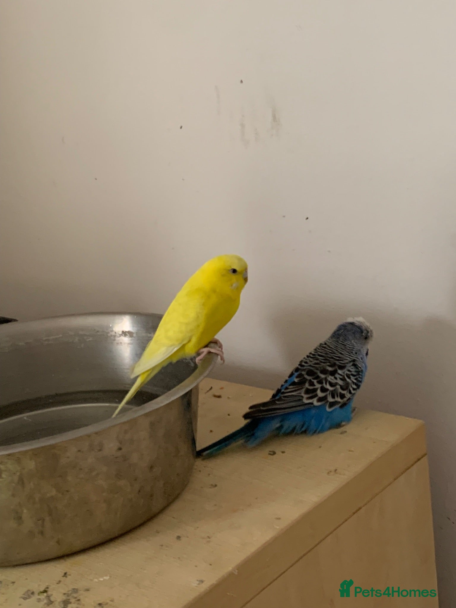 Budgerigars birds Budgies  - Advert 1