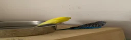 Budgerigars birds for sale: Budgies  in Waltham Cross - Advert 1