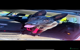 German Shepherd dogs for sale: Female German Shepherd - Image 5