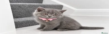 Miss Bella 🐈‍⬛🩶