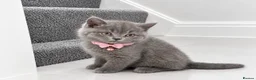 British Shorthair cats for sale: TICA- Registered Female British Shorthair Kitten🐾 - Advert 3