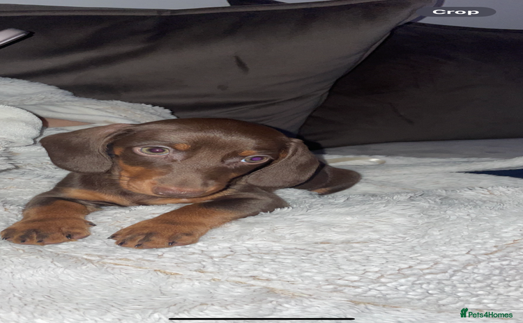 Dachshund dogs - Advert 1