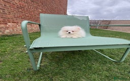 Pomeranian dogs for sale: ❤️‍🔥Very Small Ice White Quality Girl - Image 1