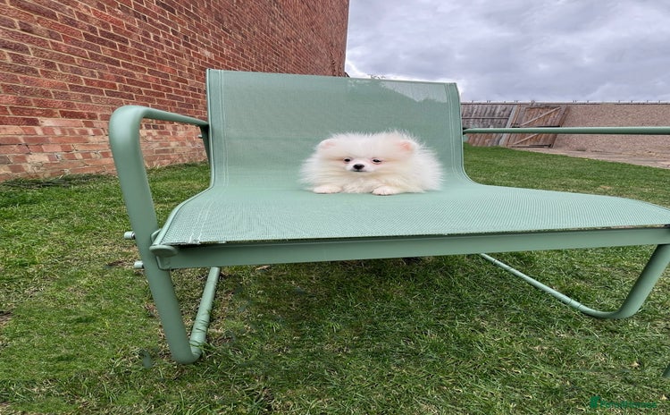 Pomeranian dogs - Advert 8