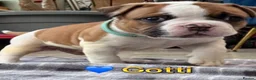 American Bulldog dogs for sale: Beautiful Johnson Type American Bulldog Puppies - Advert 10