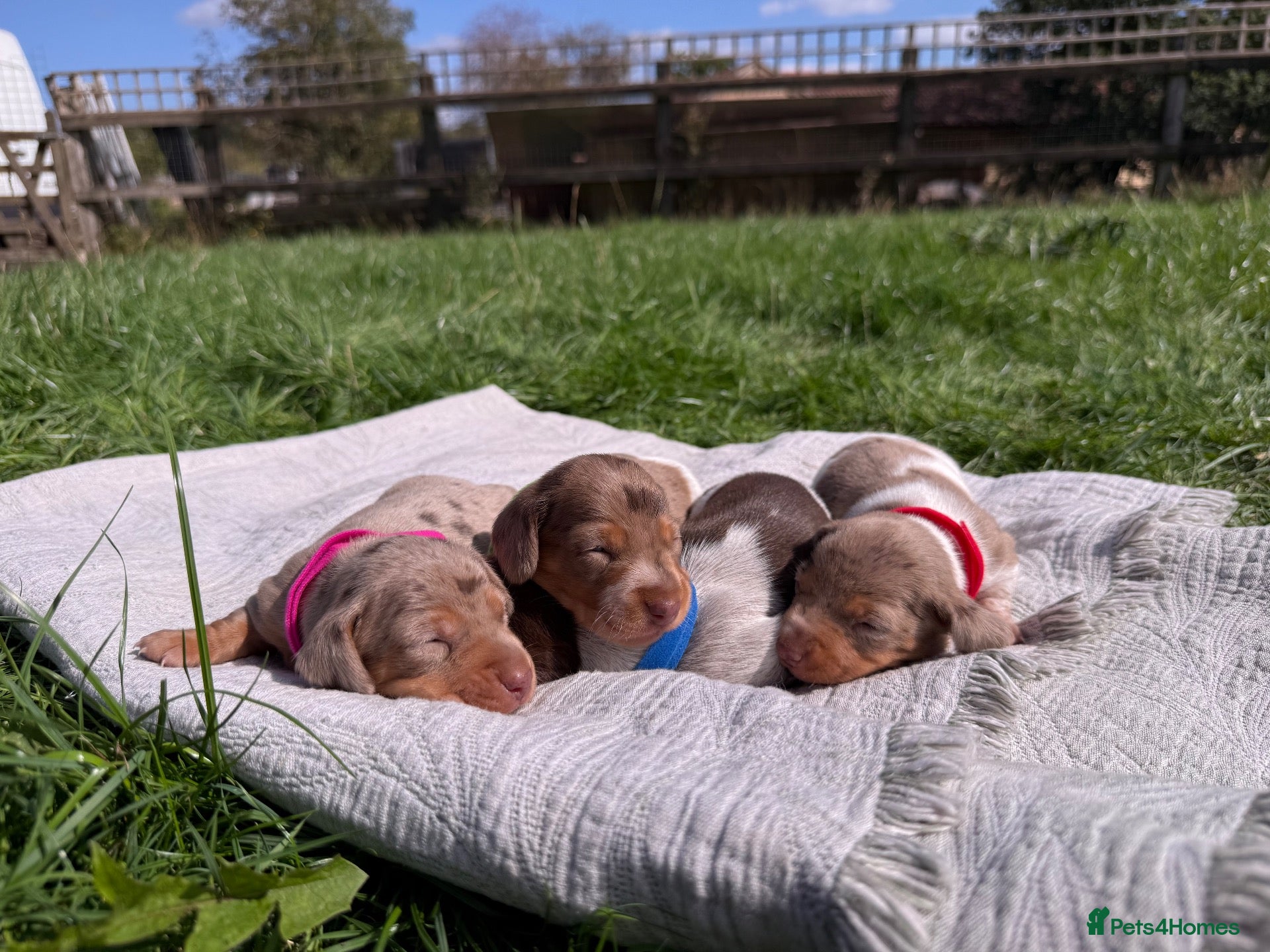 Miniature Dachshund dogs 3 of the most gorgeous Miniature Dachshunds - Advert 2