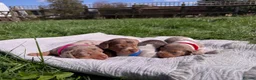 Miniature Dachshund dogs for sale: 3 of the most gorgeous Miniature Dachshunds in Bristol - Advert 2