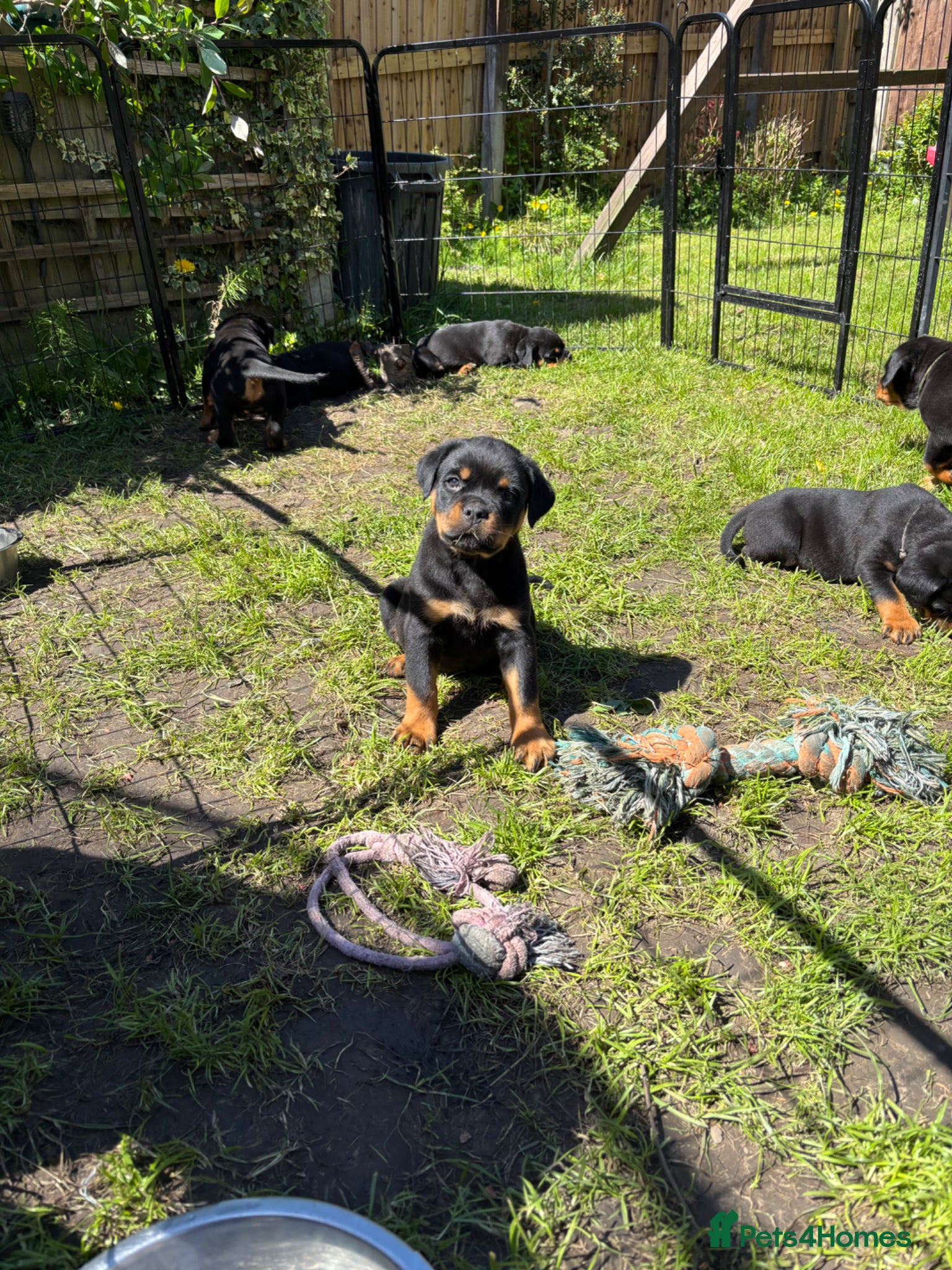 Rottweiler dogs Beautiful Health Tested Rottie Pups Available - Advert 2