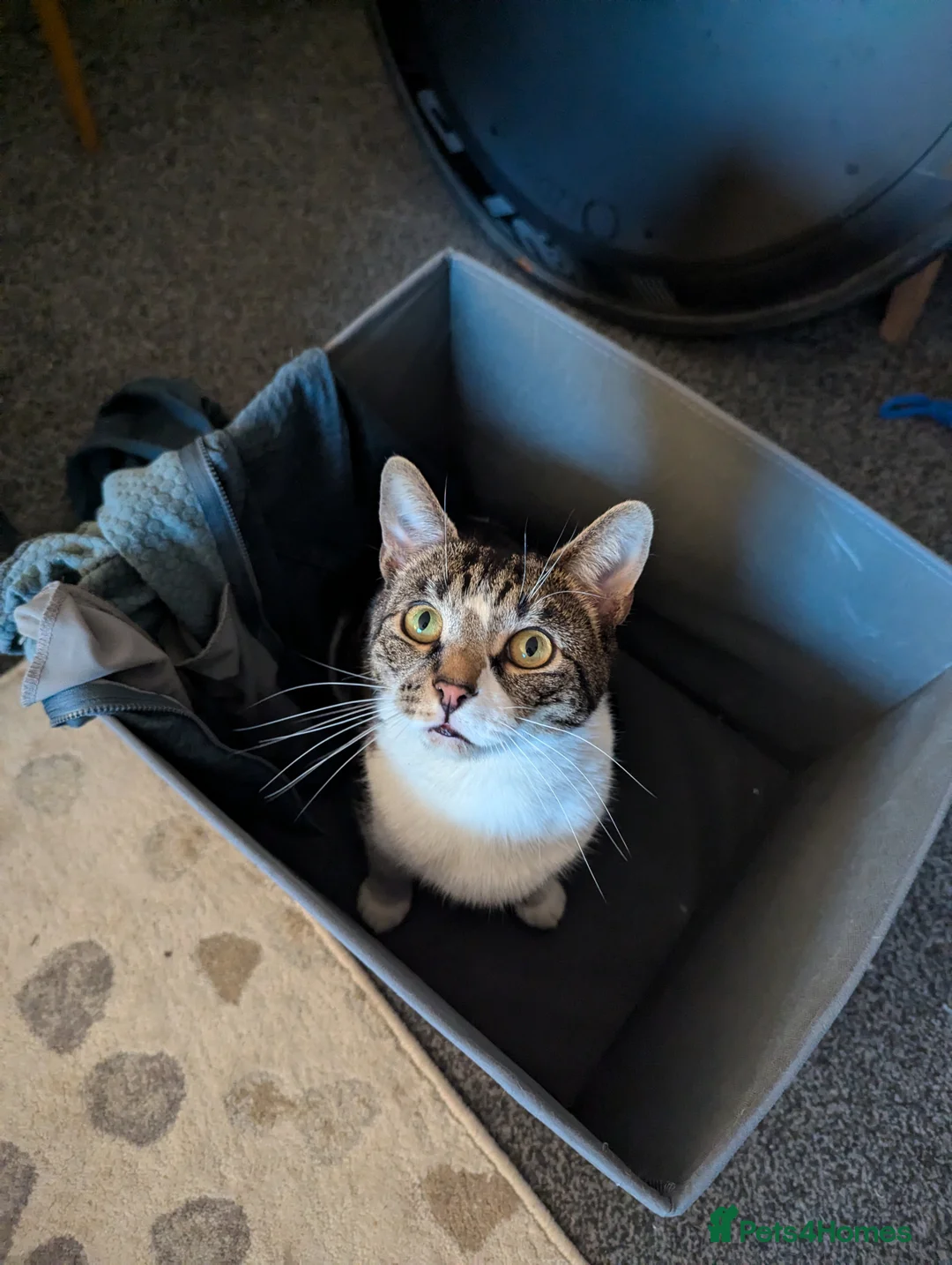 Mixed Breed cats for sale: Brother and Sister Packed  in Nottingham - Advert 5