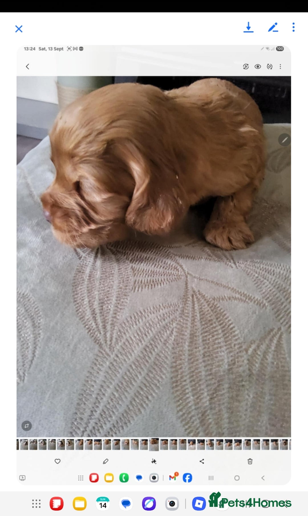 Cocker Spaniel dogs for sale: Show cocker spaniel  - Image 4