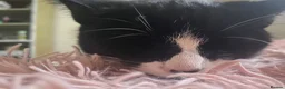 British Shorthair cats for sale: Tuxedo cat  in Leeds - Advert 1