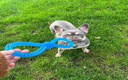 French Bulldog dogs for sale: Frenchie Girl Lilac & Tan KC - Image 5