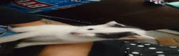 Mixed Breed cats for sale: 3 adorable little boys. in Mountain Ash - Advert 11