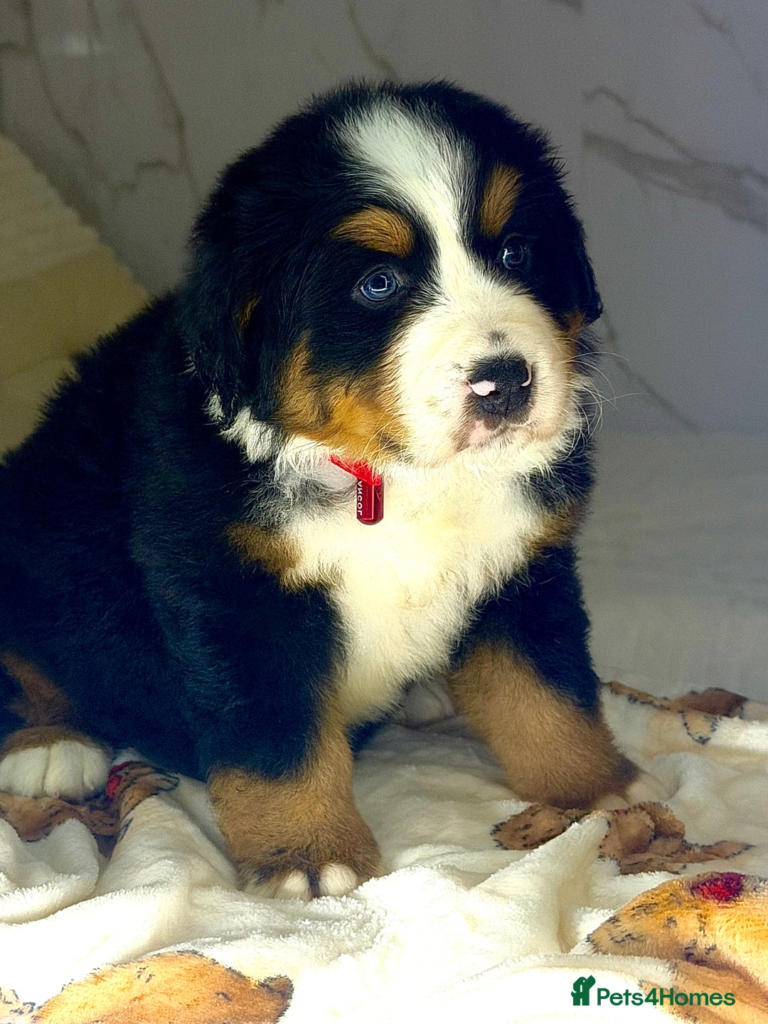Bernese Mountain Dog dogs for sale: Bernese mountain puppies  - Advert 12