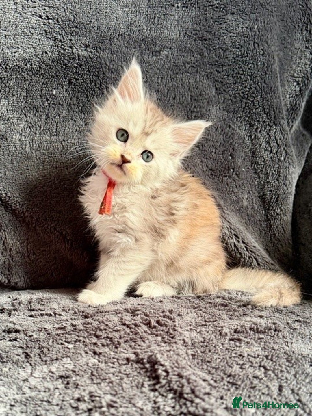 Maine Coon cats for sale: 🐾 TICA-Registered Maine Coon Kittens🐾 - Advert 37