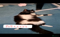 Mixed Breed cats for sale: Beautiful kittens 🐾 - Image 22