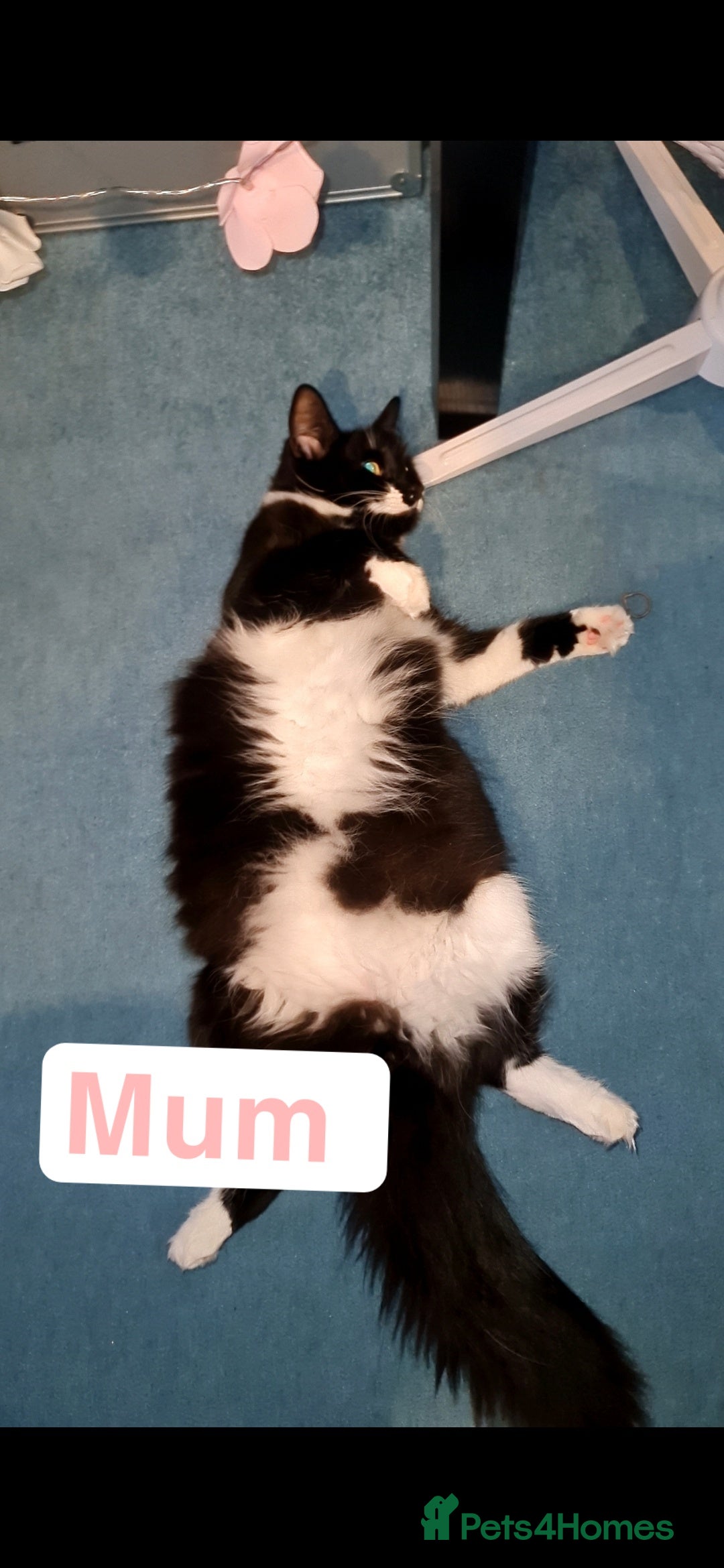 Mixed Breed cats for sale: Beautiful kittens 🐾 - Image 22