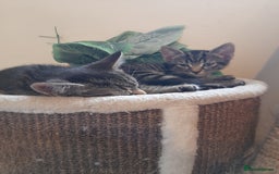 Mixed Breed cats for sale: Kittens available  - Image 3