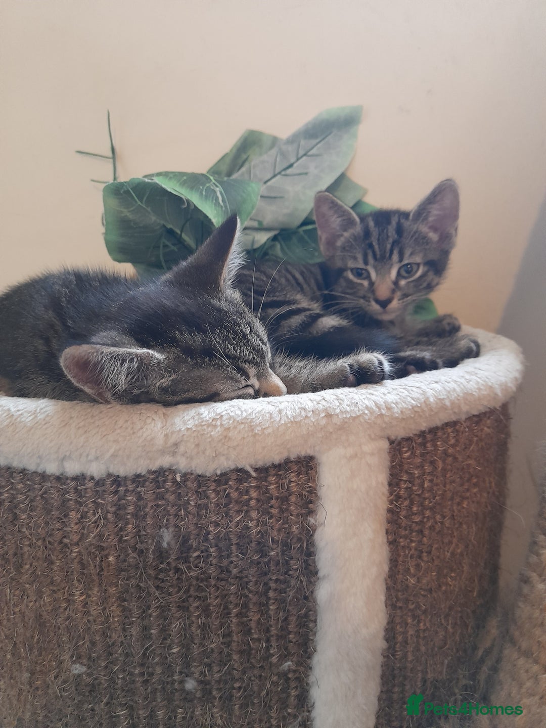 Mixed Breed cats for sale: Kittens available  - Image 3