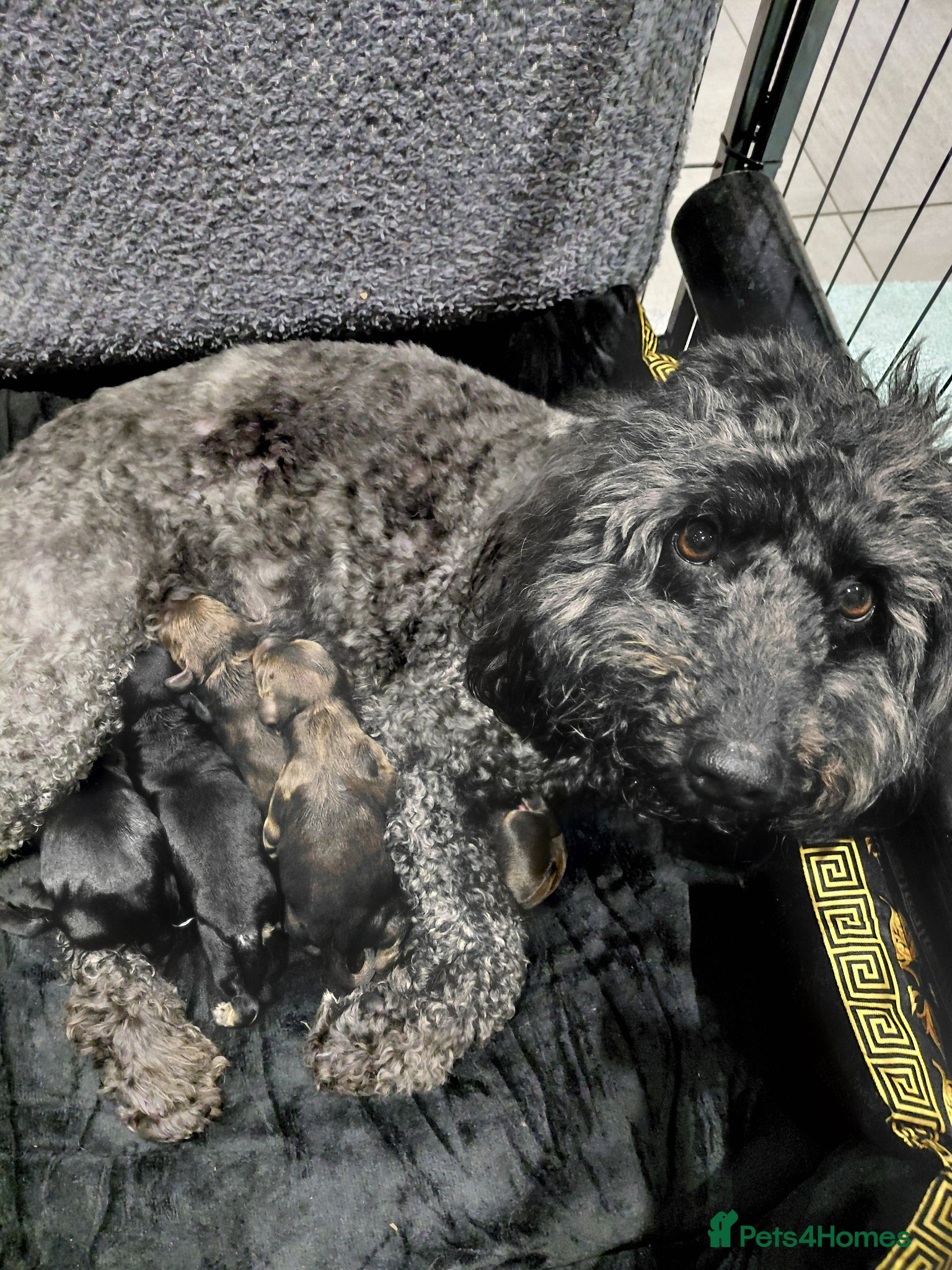 Cockapoo dogs Stunning cockerpoos - Advert 3