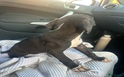 Mixed Breed dogs for sale: Staff x cane corso puppies - Image 32