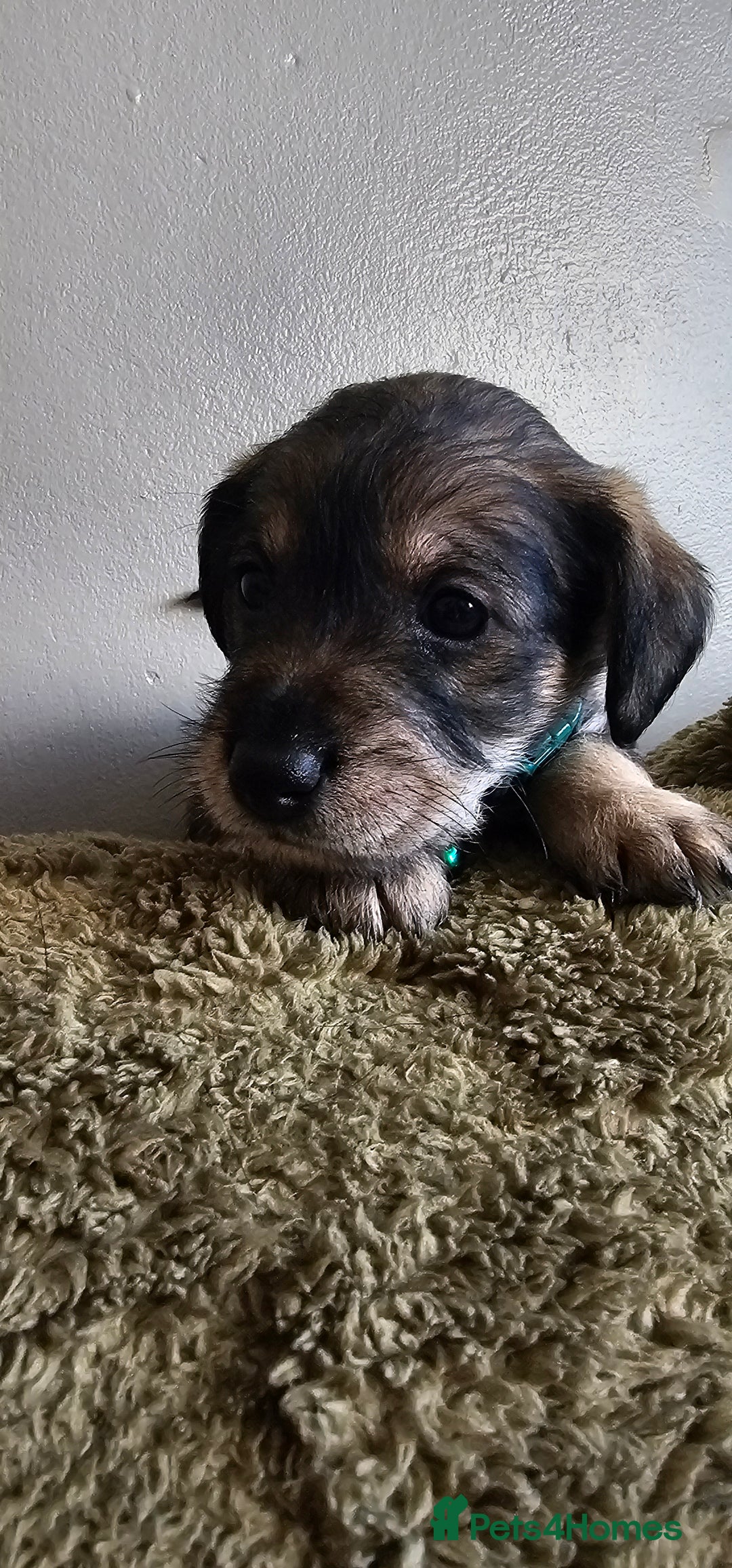 Schnoodle dogs for sale: Perfect schnoodles - Advert 33