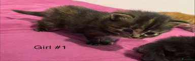 Mixed Breed Kitten 3