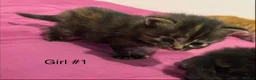Mixed Breed cats for sale: Beautiful litter of 5 kittens - Advert 8