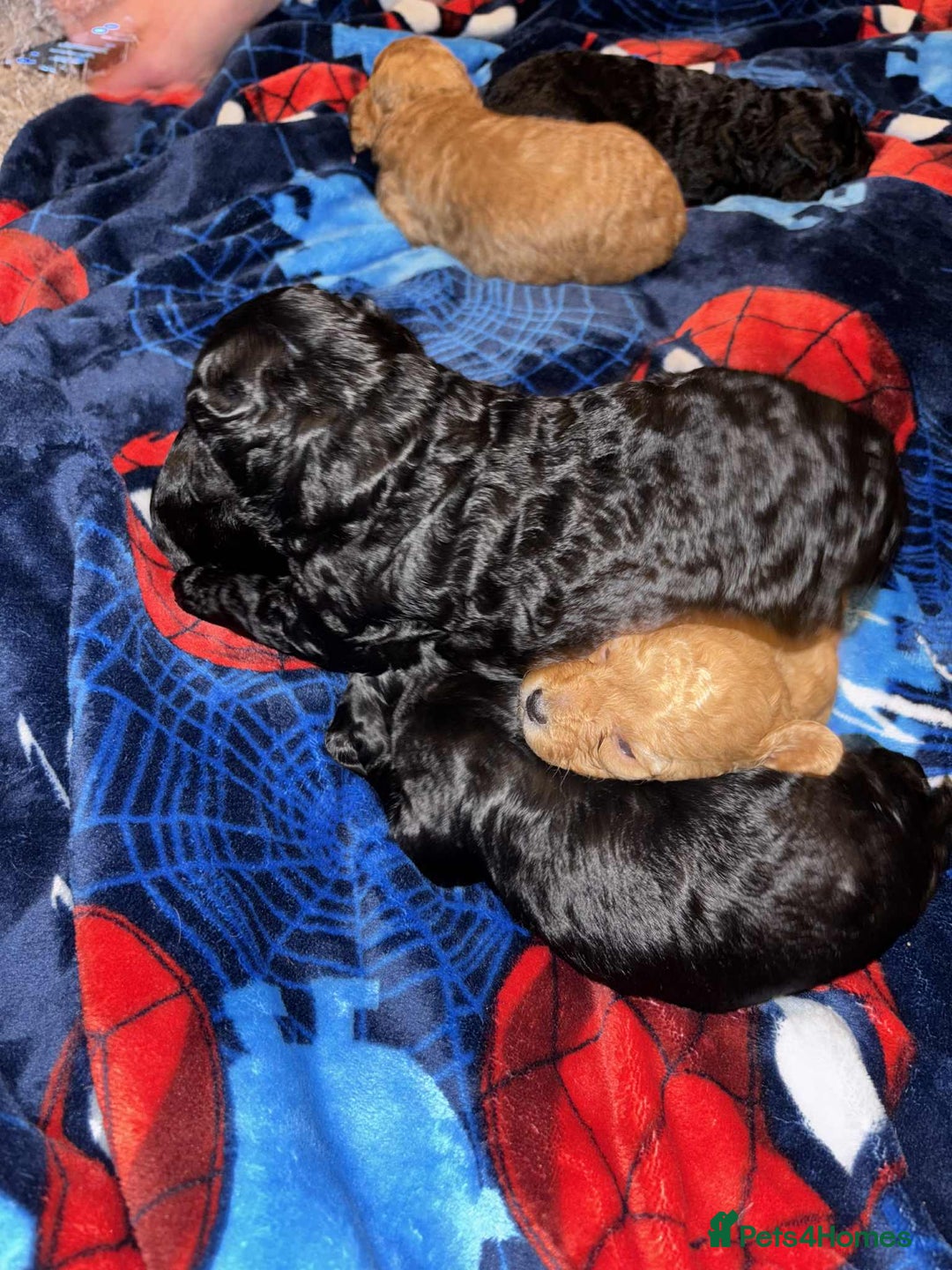 Cockapoo dogs for sale: 1 LEFT Toy f1b cokapoos🐶🐶 - Advert 20