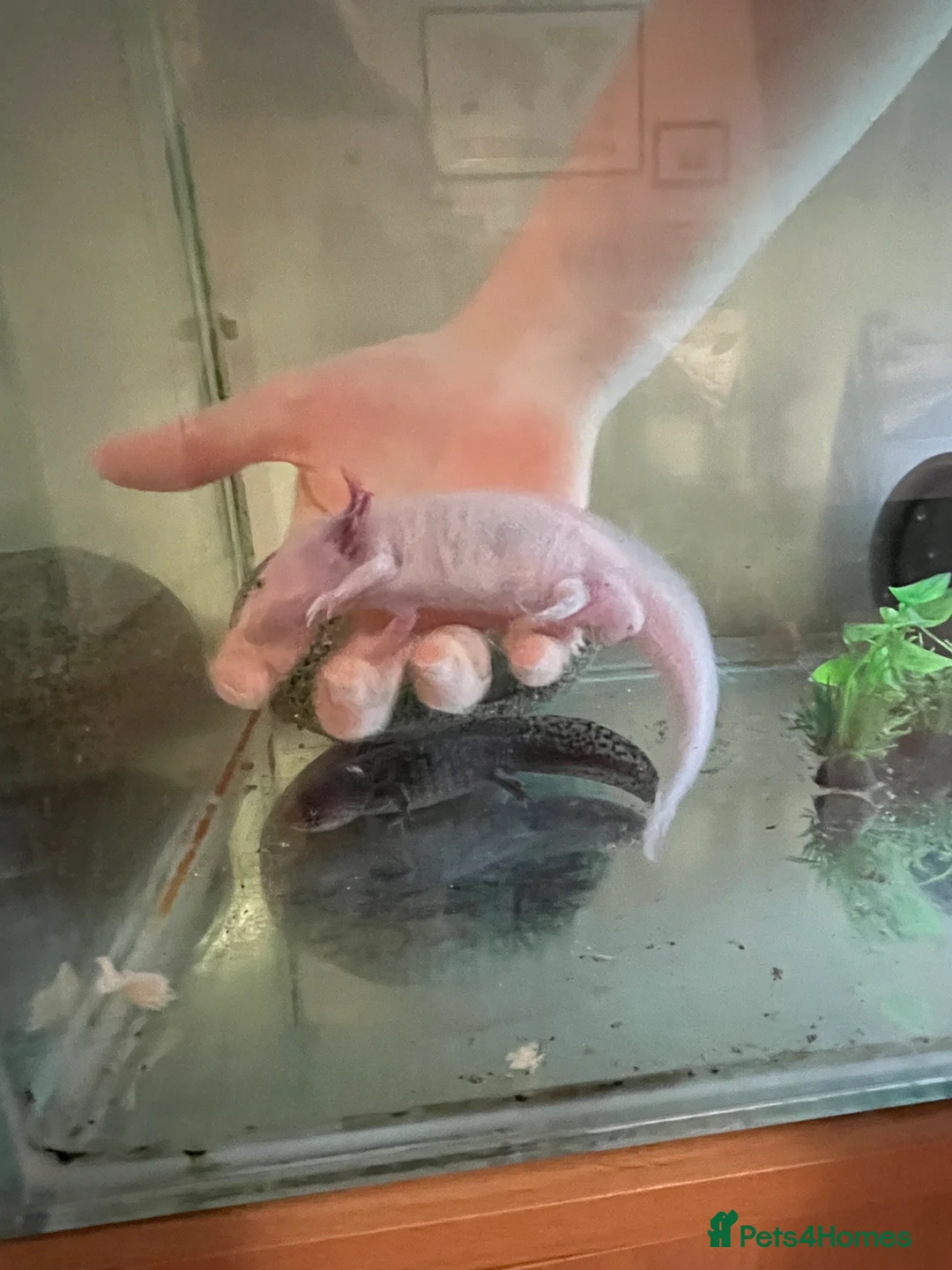 Axolotl reptiles for sale: Mixed pair of Axolotls with Tank - Advert 11