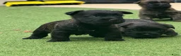 Cairn Terrier dogs for sale: KC reg pups off health tested parent avail 11/08 - Advert 6