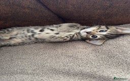 Siamese cats for sale: 2x 8 month old kittens - Siamese and BengalxTabby - Advert 8