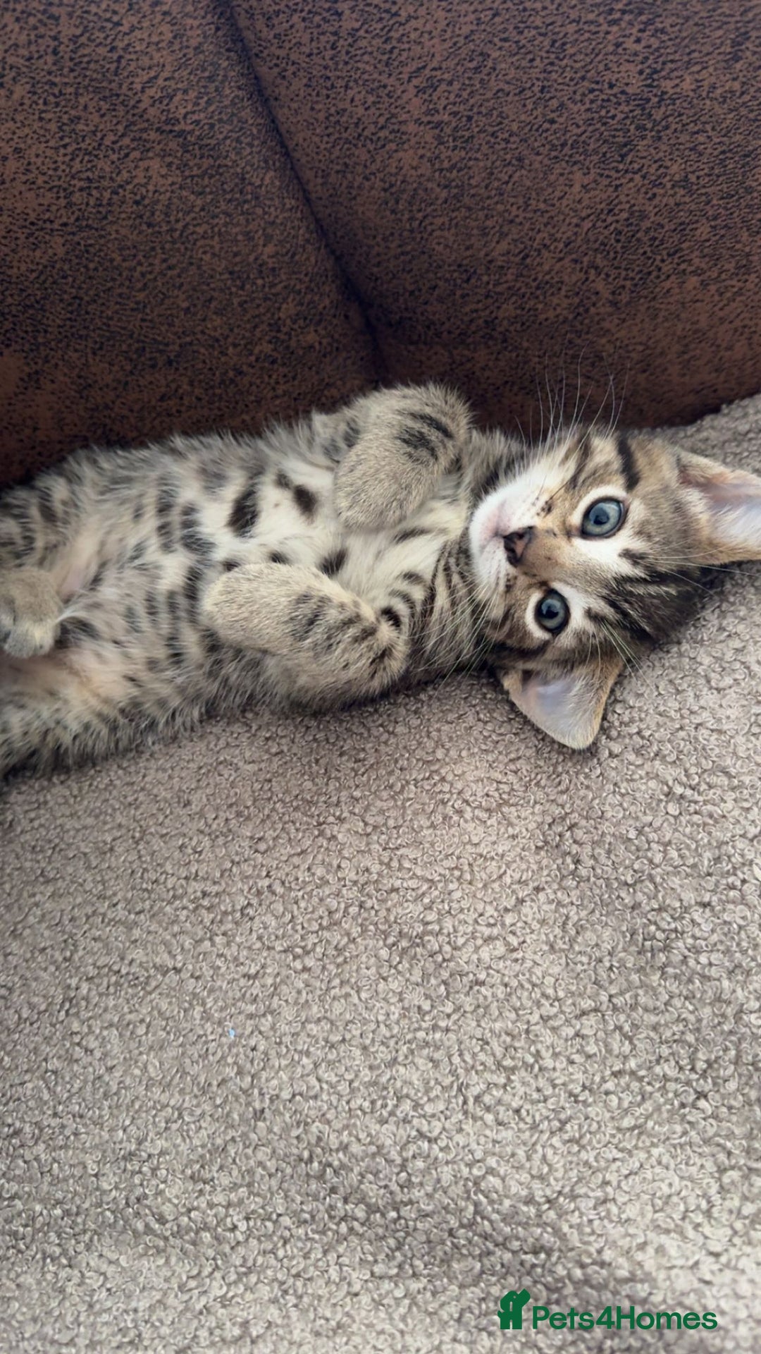 Siamese cats for sale: 2x 8 month old kittens - Siamese and BengalxTabby - Advert 8