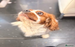 Cavalier King Charles Spaniel dogs for sale: Blenheim Cavalier King Charles spaniel bitch  - Image 3