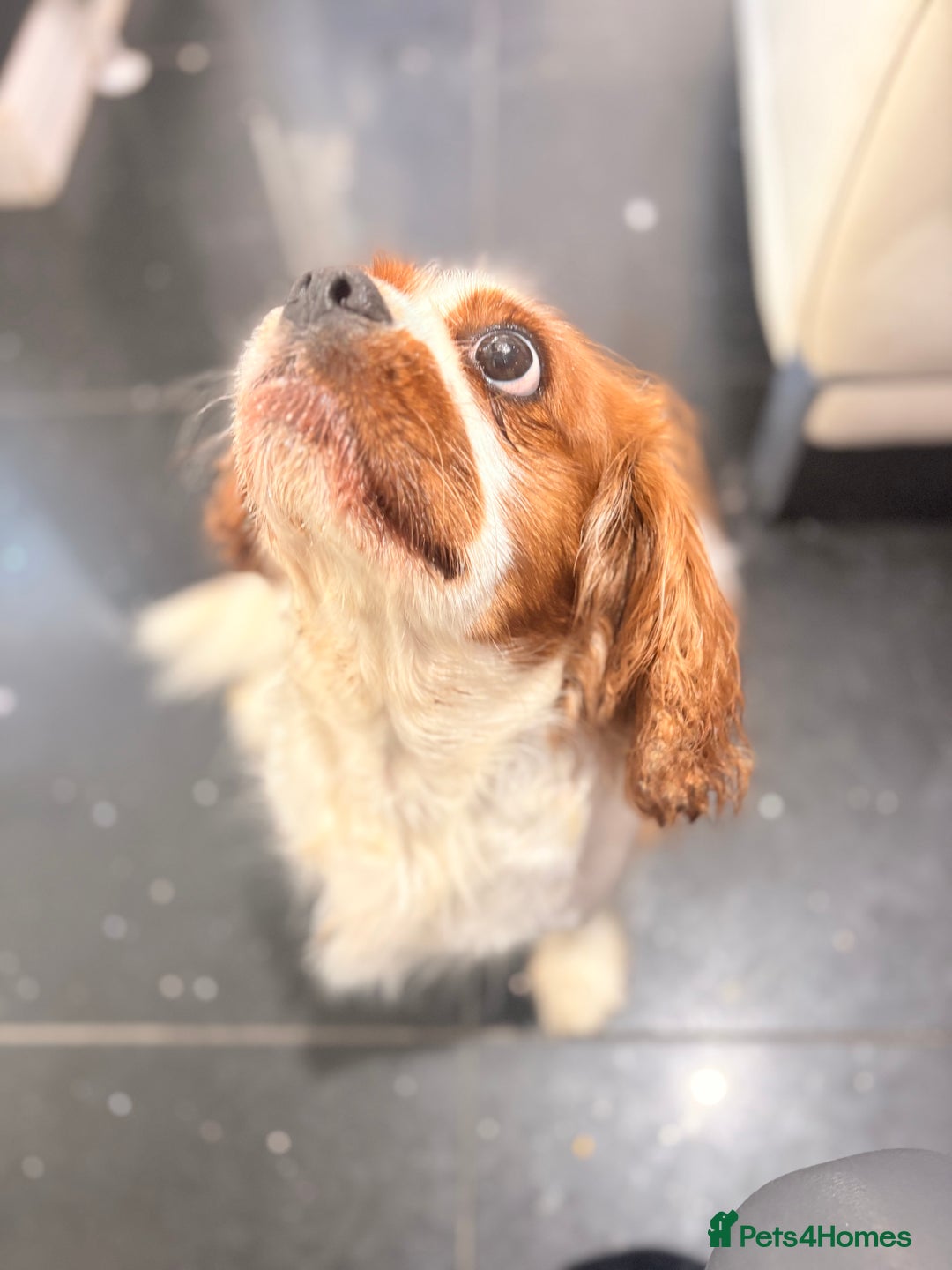 Cavalier King Charles Spaniel dogs for sale: Blenheim Cavalier King Charles spaniel bitch  - Image 3