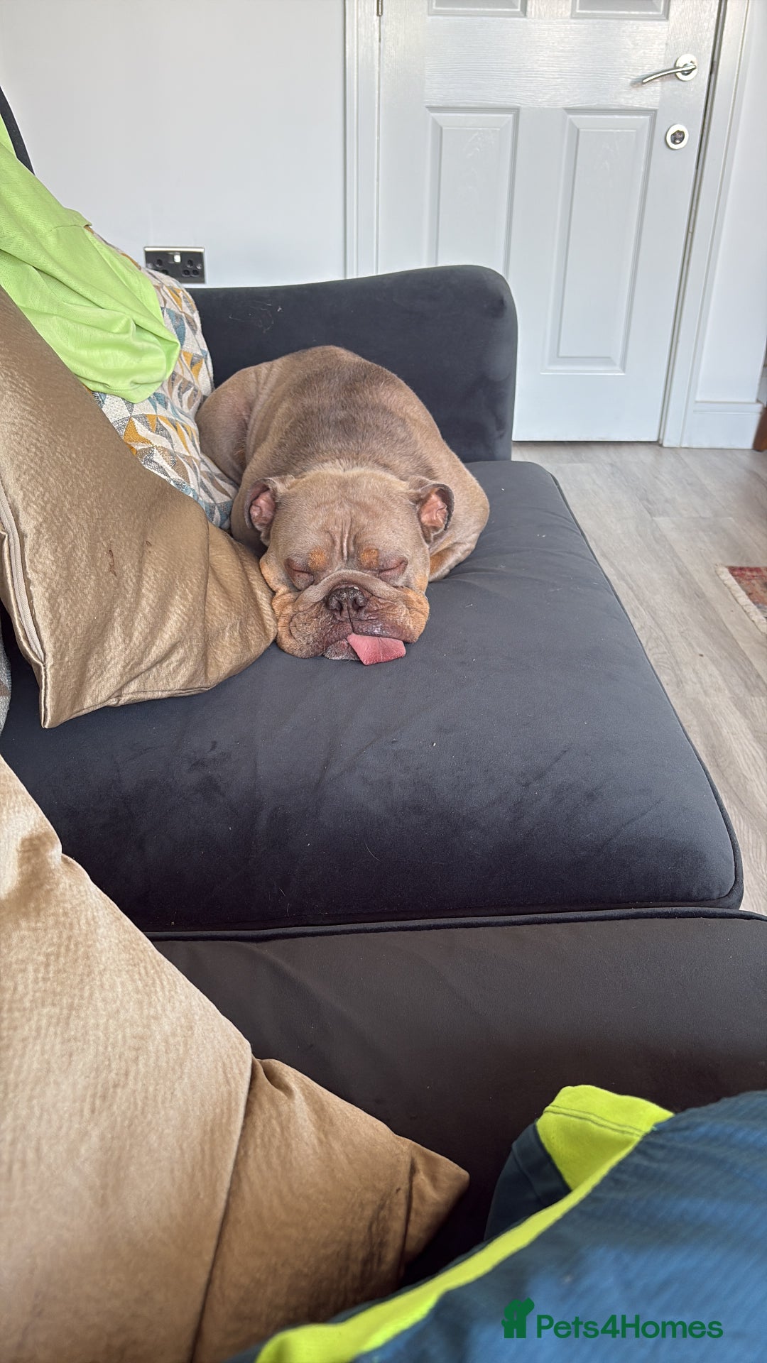 English Bulldog dogs for sale: 4 year old English bulldog - Image 2