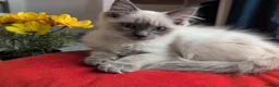 Ragdoll cats for sale: STILL WAITING  - Advert 15