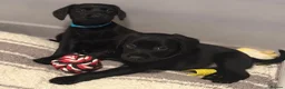 Cockerdor dogs for sale: Female Cockerdor puppies    - Advert 6
