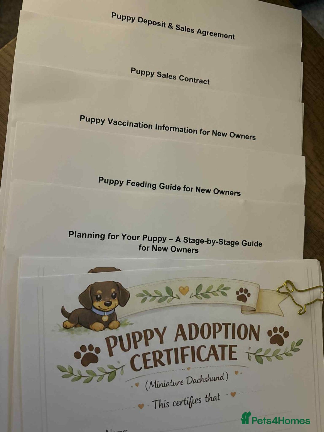 Miniature Dachshund dogs for sale: Miniature Dachshund Puppies- Family Raised - Advert 13