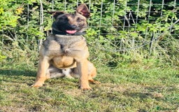 Belgian Shepherd Dog dogs for sale: Dutch Shepherd Male  - Image 2