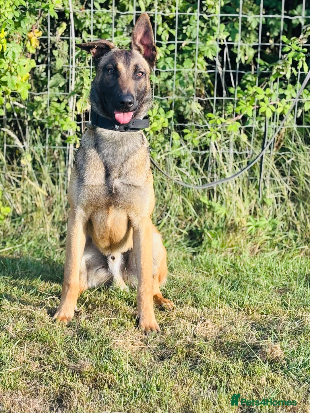 Belgian Shepherd Dog dogs for sale: Dutch Shepherd Male  - Image 2