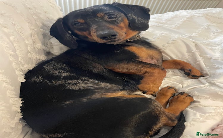 Dachshund dogs - Advert 6