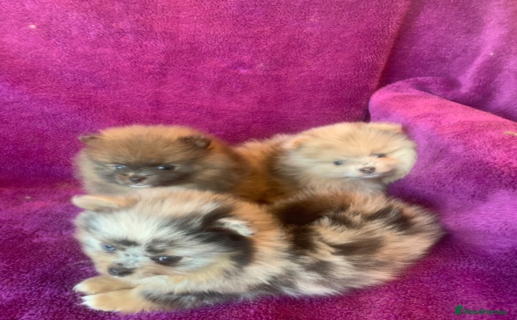 Pomeranian dogs - Advert 2