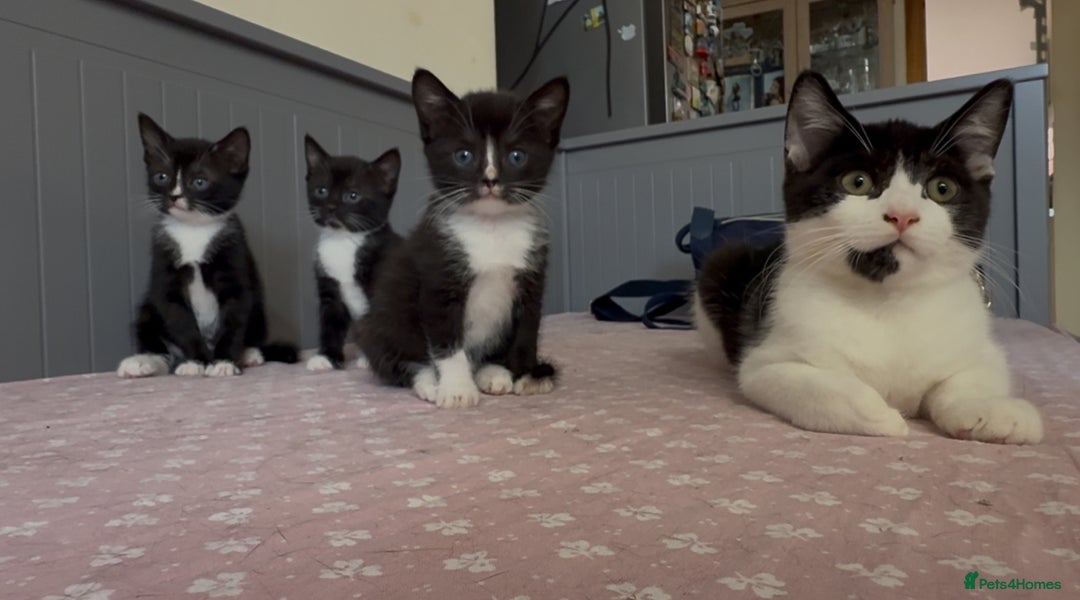 American Shorthair cats for sale: Adorable kittens looking for a loving home - Image 1