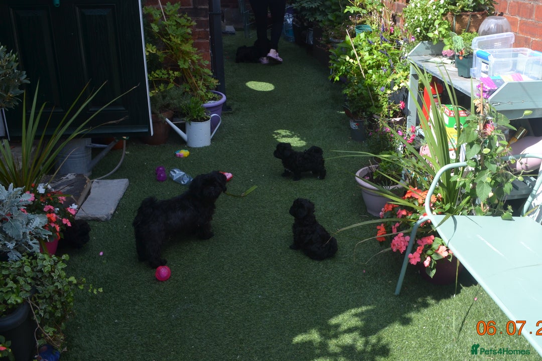 Shihpoo dogs for sale: rare black shipoos - Image 11