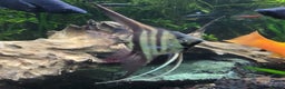 Angelfish fish for sale: Old school standard stripes Angel Fish - Advert 7