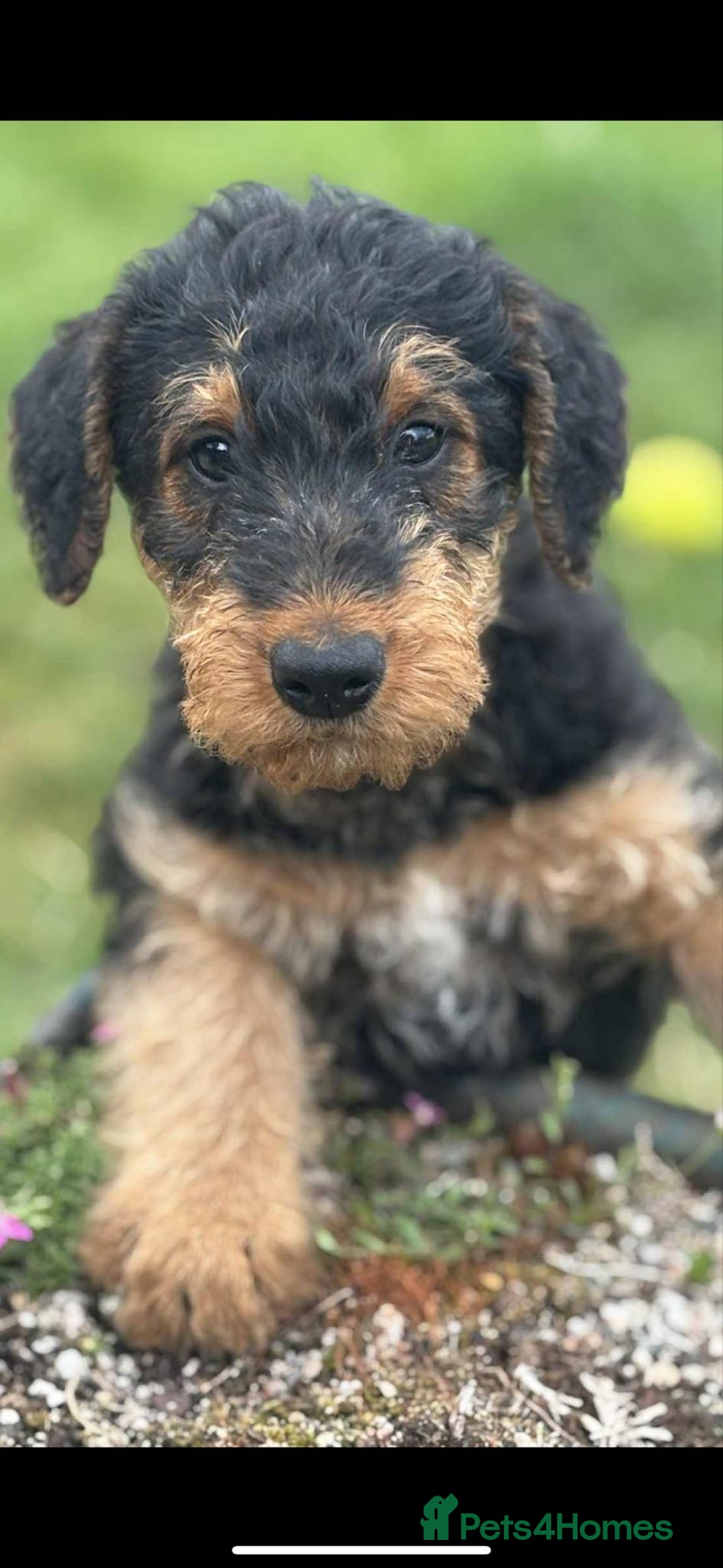 Airedale Terrier dogs for sale: Just 2 KC Registered Airedale Boys Available  in Kettering - Image 6