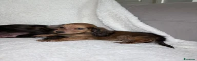 Miniature Dachshund 1